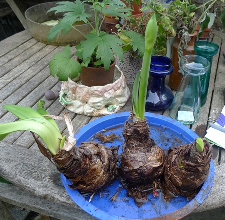 amaryllis