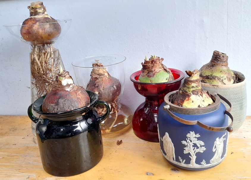 amaryllis in vases and pot