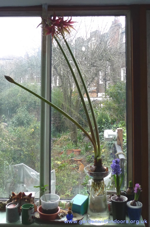 la amaryllis