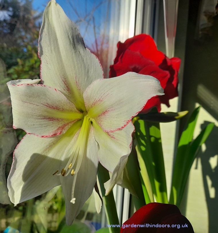 amaryllis