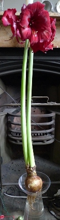 amaryllis in vase