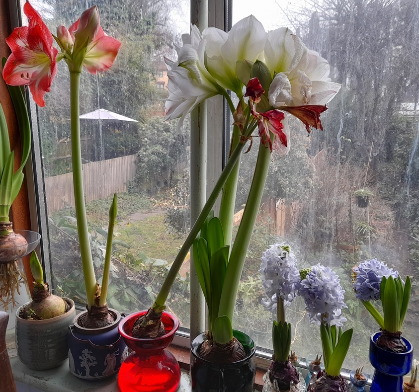 amaryllis minerva white amadeus