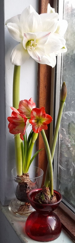 White Amadeus amaryllis Minerva amaryllis