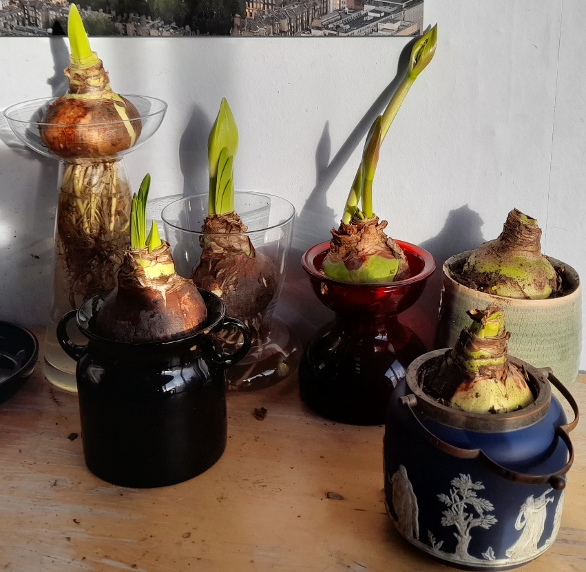 amaryllis in vases