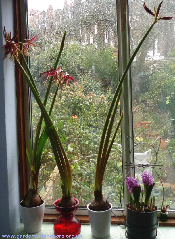 la paz amaryllis