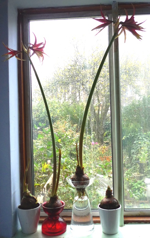 amaryllis La Paz
