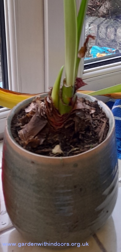 amaryllis
