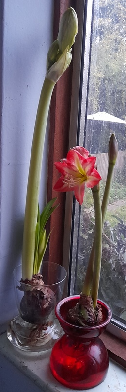 amaryllis minerva white amadeus