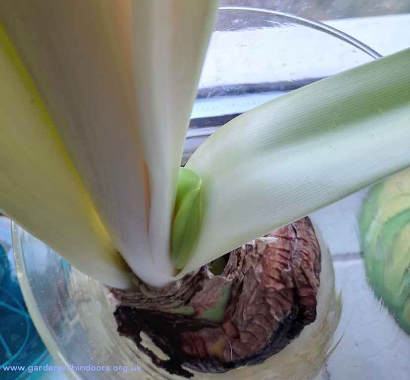amaryllis bud