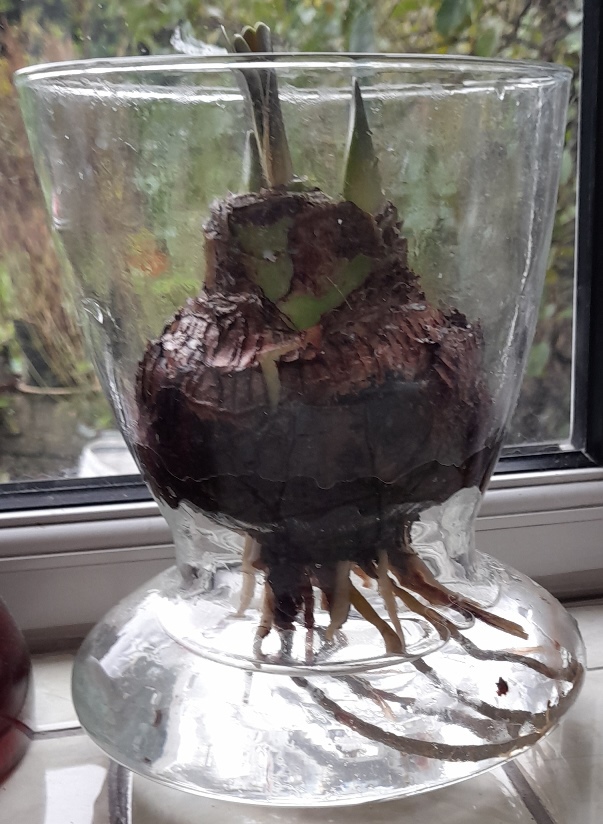 amaryllis in amaryllis vase