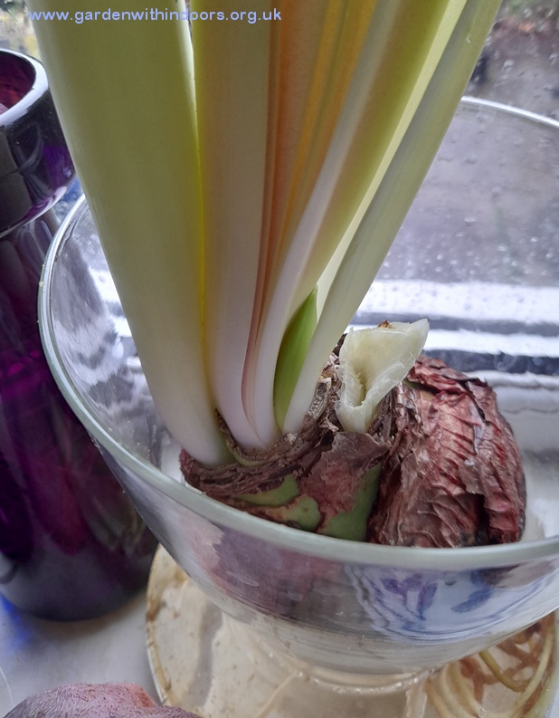 amaryllis bud sprouting