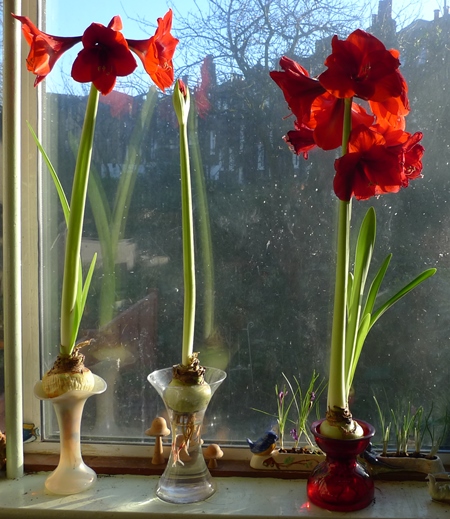 amaryllis vases