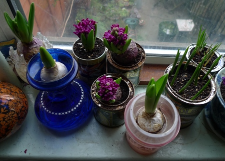 Woodstock hyacinths