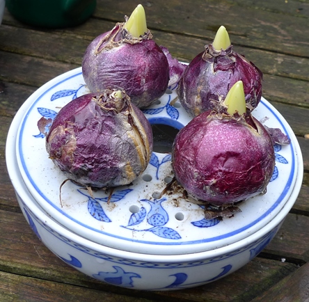 hyacinth bulb bowl