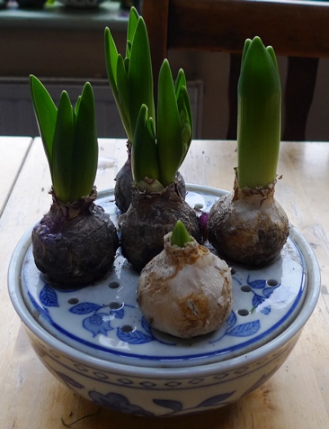 hyacinth bulb bowl