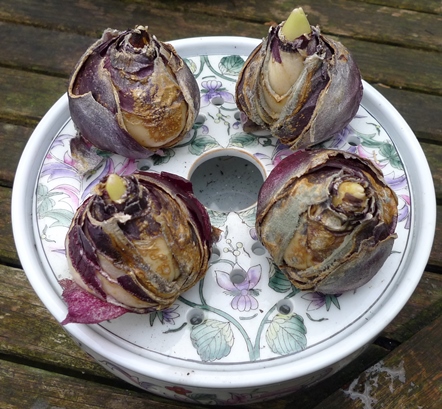 hyacinth bulb bowl
