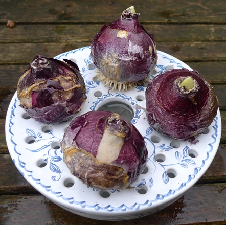 hyacinth bulb bowl