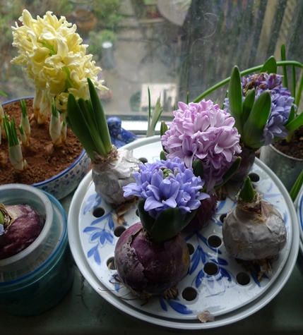 hyacinth bulb bowl