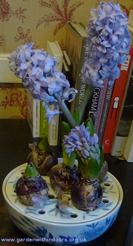 hyacinth bulb bowl