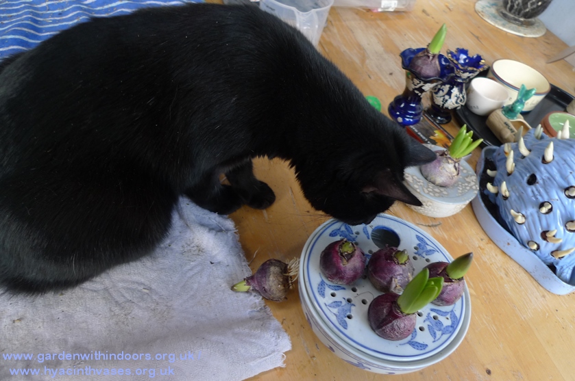 hyacinth bulb bowl
