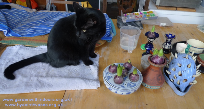 hyacinth bulb bowl