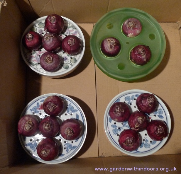bulb bowls