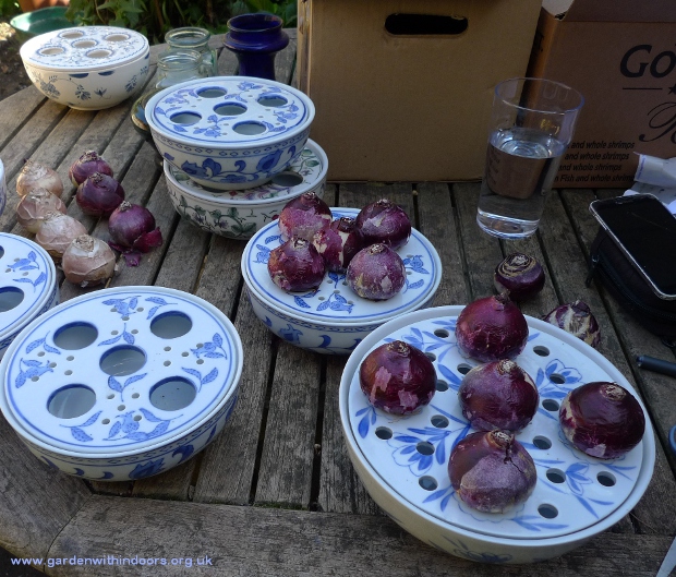 hyacinth bulb bowls