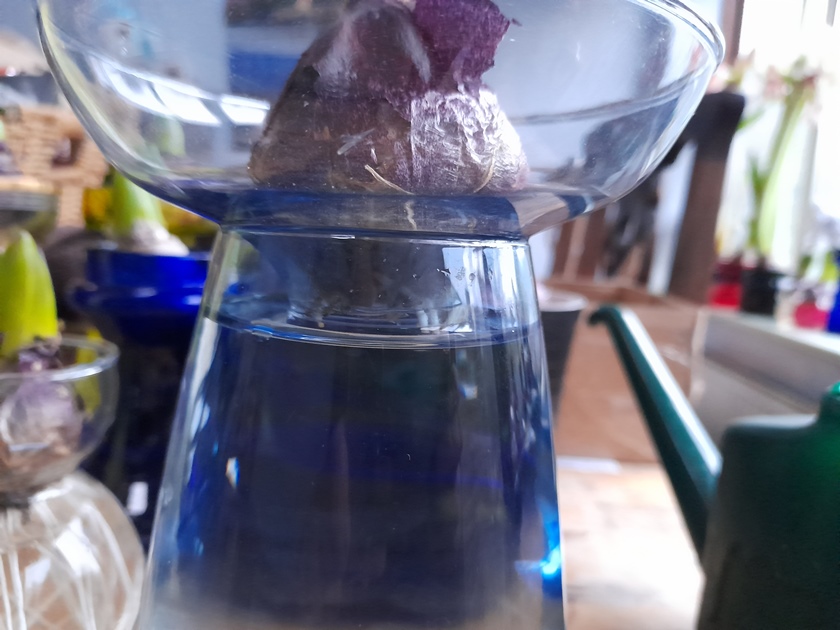 hyacinth bulb