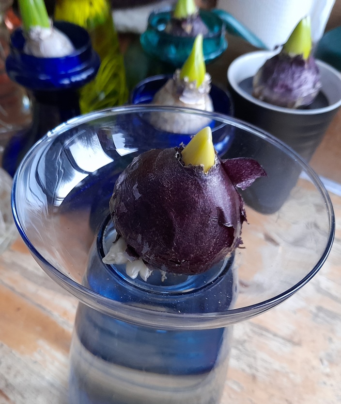 hyacinth bulblet