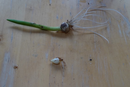 hyacinth bulblet