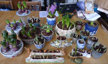 bulbs in pots on Boxing Day