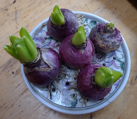 hyacinth bulbs with roots outside the water
