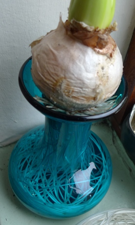 hyacinth bulb with roots outside the vase