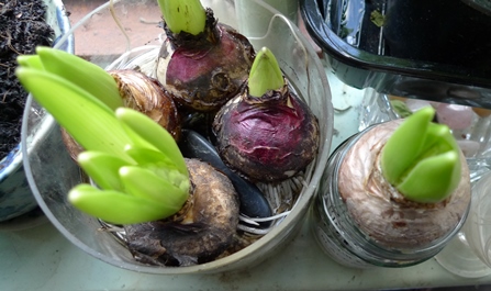 forced hyacinth bulbs