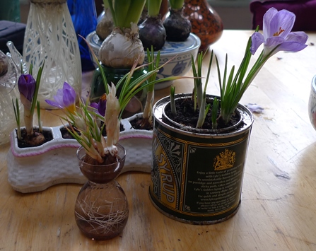 crocus