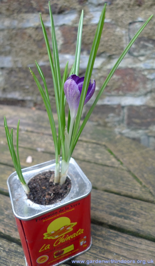 forced crocus