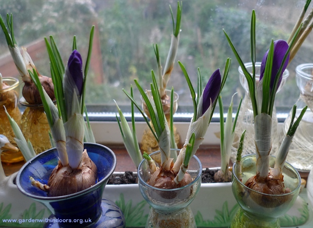 crocus in bloom 
