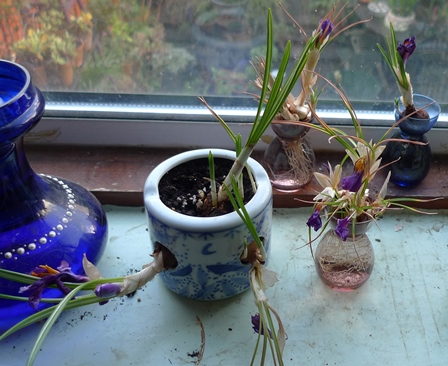 crocus firefly