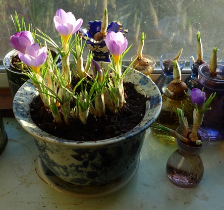 forced crocus
