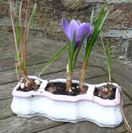early spring crocus