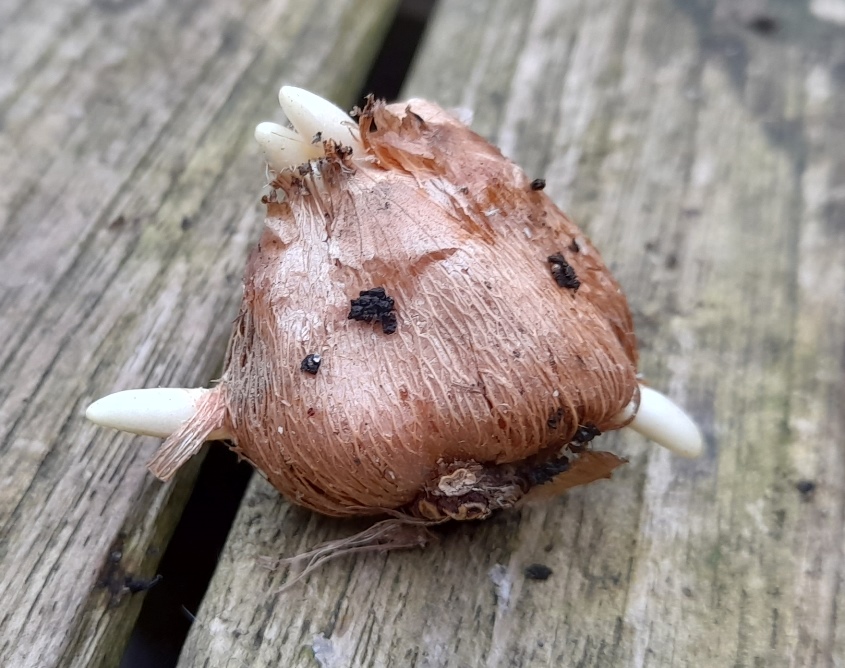 crocus bulb