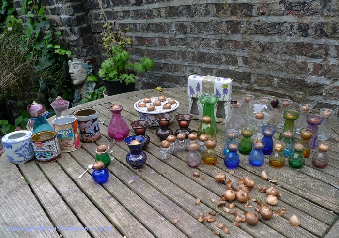 forcing crocus bulbs