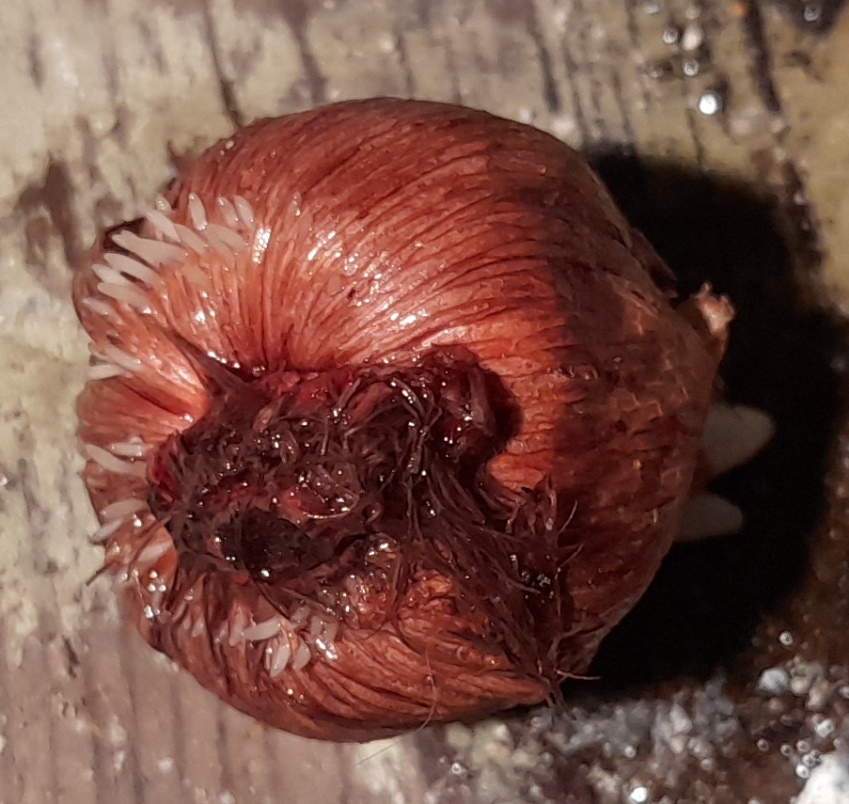 crocus bulb with roots