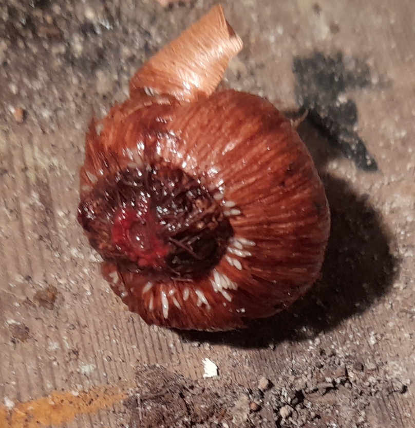 crocus bulb with roots