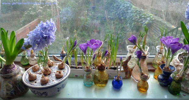 forced crocus in bloom