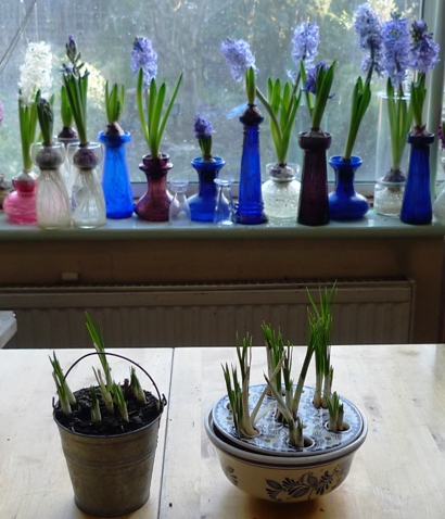 crocus pots
