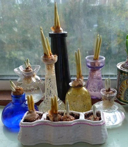 crocus vases