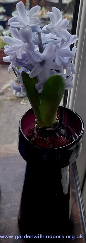 forced double-stemmed delft blue hyacinth