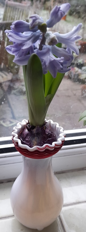 delft blue hyacinth