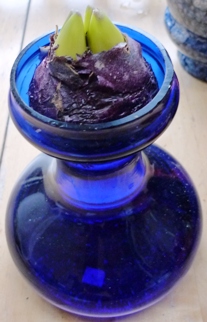 double-stemmed hyacinth bulb